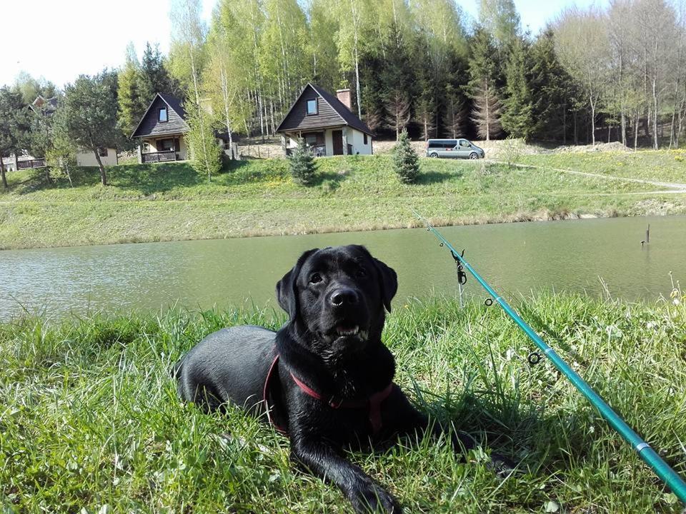 Caloroczny El Coyote Hoczew